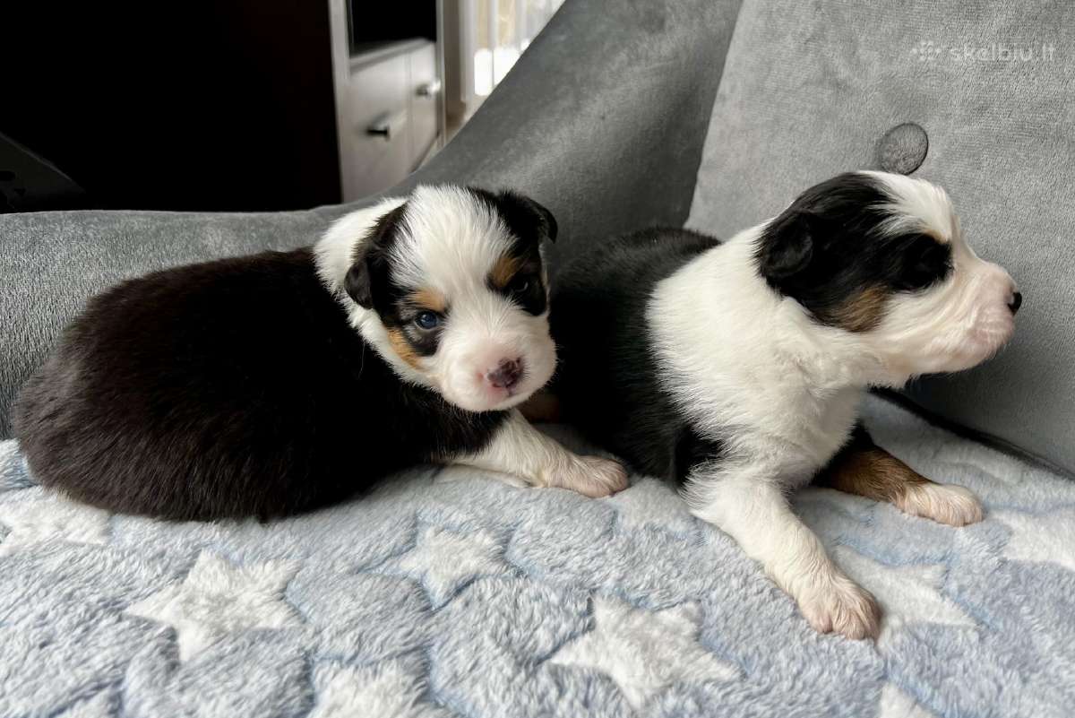 Mini Aussie /Miniatiūrinis amerikos avigan. /Mas - nuotraukos Nr. 11