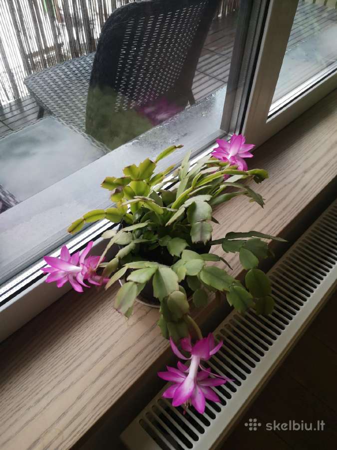 Kaktusas Schlumbergera truncata su vazonu - nuotraukos Nr. 5