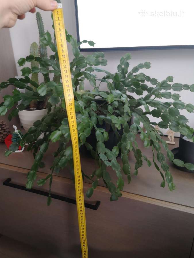 Kaktusas Schlumbergera truncata su vazonu - nuotraukos Nr. 3