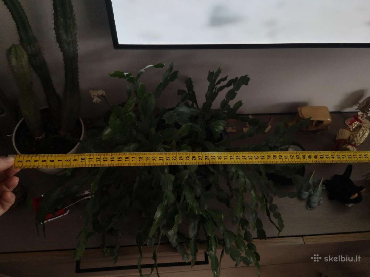 Kaktusas Schlumbergera truncata su vazonu - nuotraukos Nr. 2