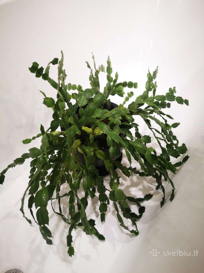 Kaktusas Schlumbergera truncata su vazonu - nuotraukos Nr. 4