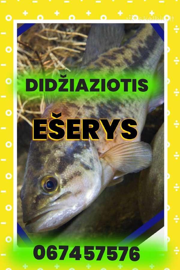 Šiaurės Amerikos didžiaziotis ešerys nelepus Žuvys