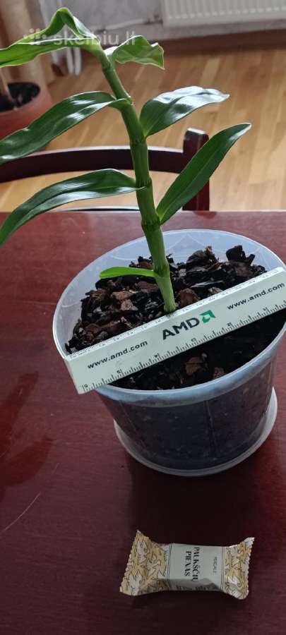 Gėlė kilnusis dendrobis (Dendrobium nobile)