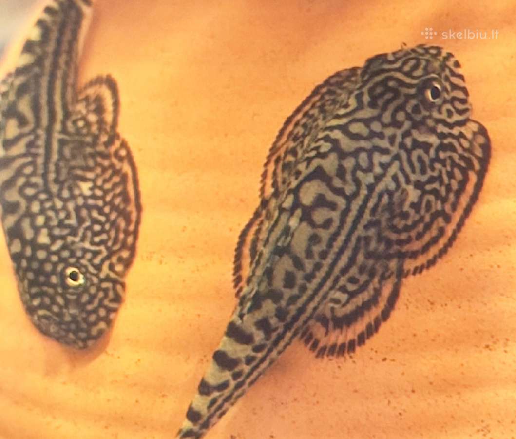 Įv. akvariuminės žuvelės Šiauliuose - nuotraukos Nr. 8