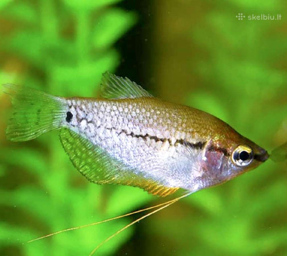 Įv. akvariuminės žuvelės Šiauliuose - nuotraukos Nr. 16