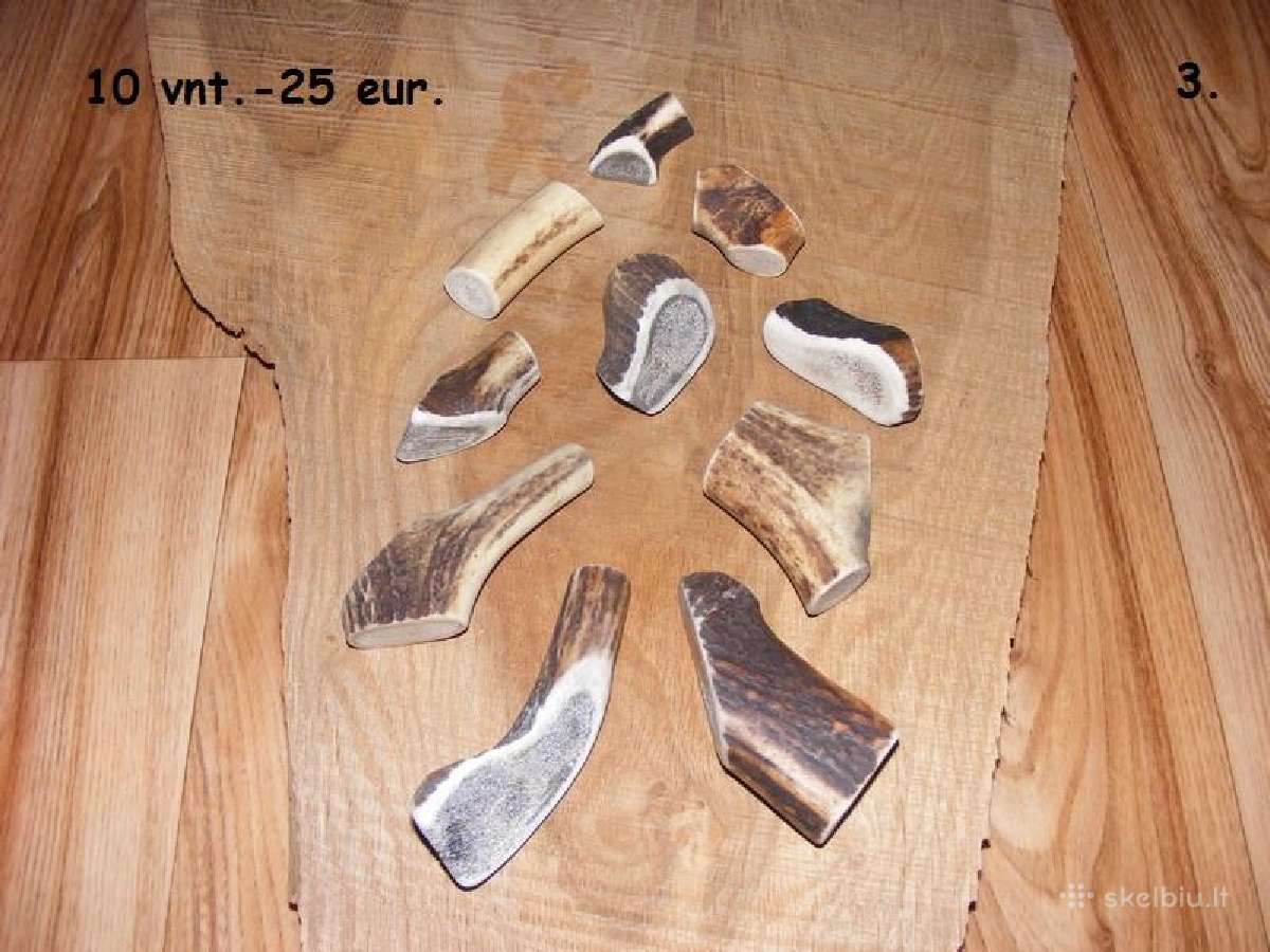Elnio rago rožės, šunų kramtalai ir ragų šakos - nuotraukos Nr. 3