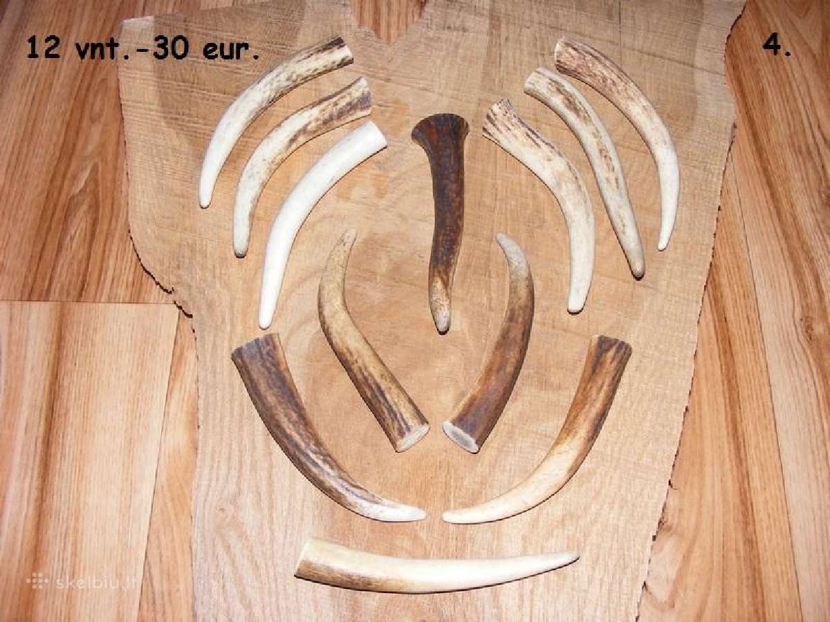 Elnio rago rožės, šunų kramtalai ir ragų šakos - nuotraukos Nr. 4