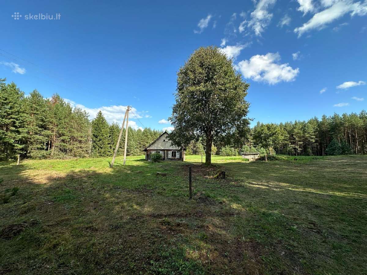 Nuostabi sodyba pušų - miško apsuptyje 1,55 ha - nuotraukos Nr. 7