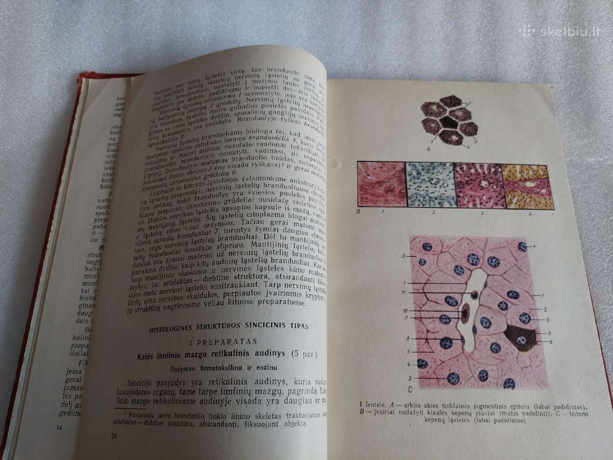 Histologijos ir embriologijos praktikos darbai - nuotraukos Nr. 4