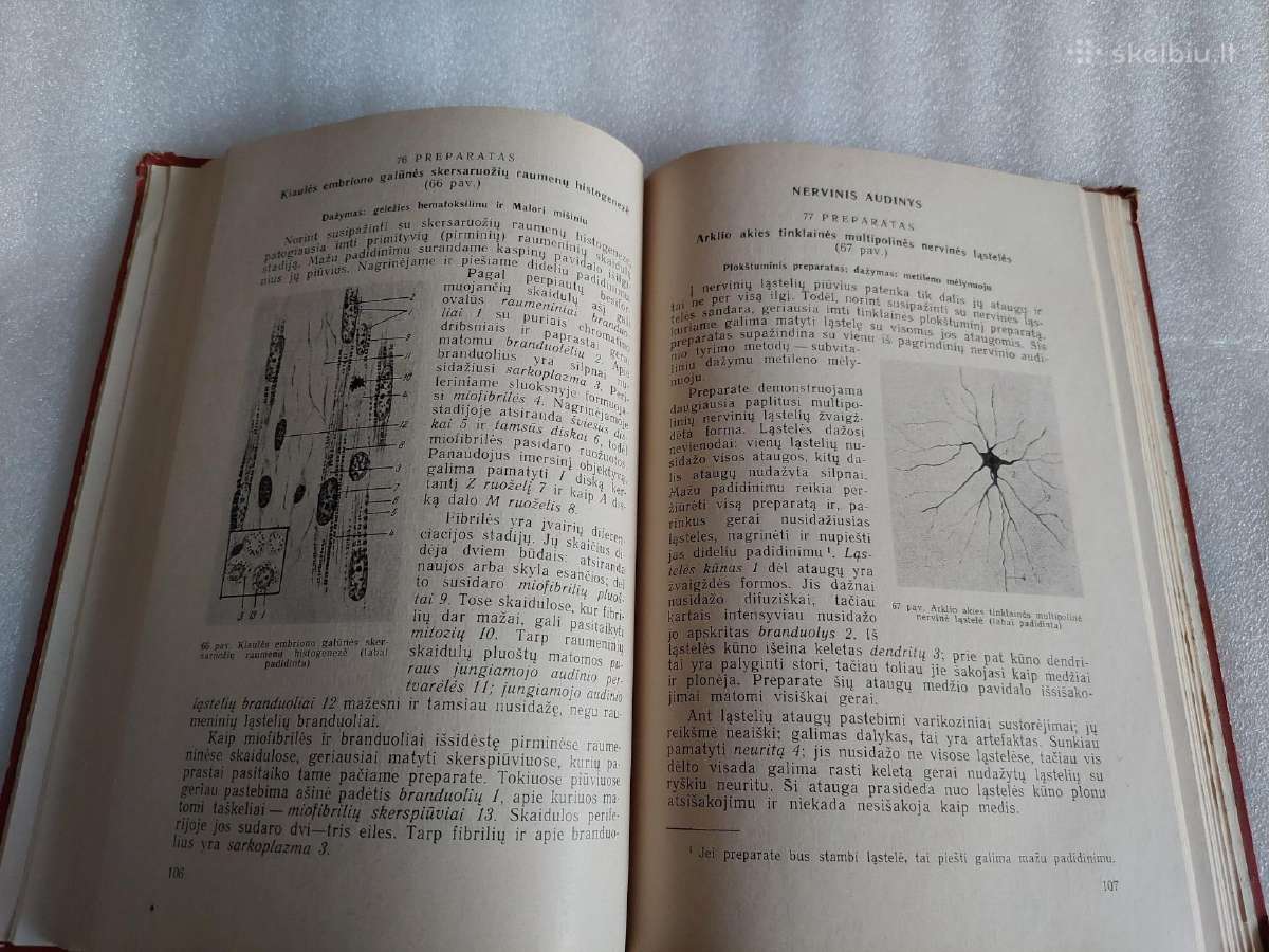 Histologijos ir embriologijos praktikos darbai - nuotraukos Nr. 5