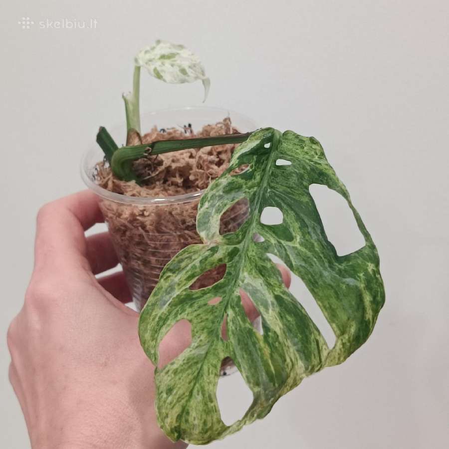 Monstera Frozen Freckles - nuotraukos Nr. 5