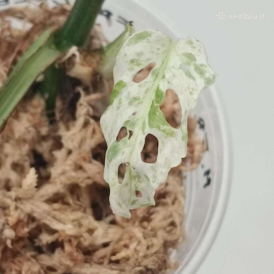 Monstera Frozen Freckles - nuotraukos Nr. 4