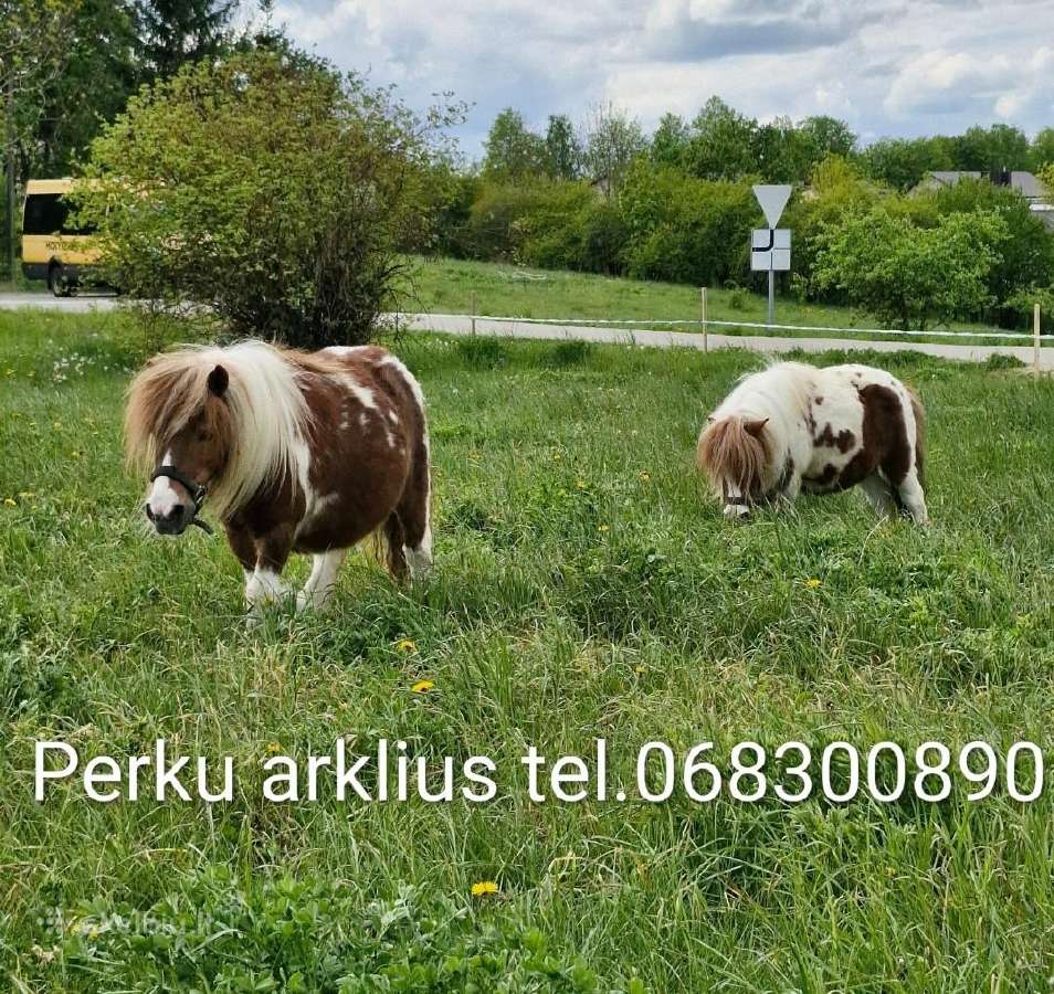 Perkam arklius. Domina keitimai.