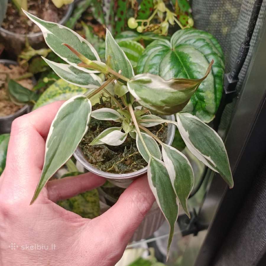 Philodendron Micans Velvet Halo - nuotraukos Nr. 2
