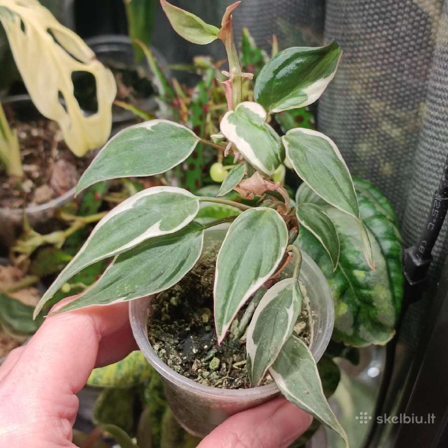 Philodendron Micans Velvet Halo - nuotraukos Nr. 3