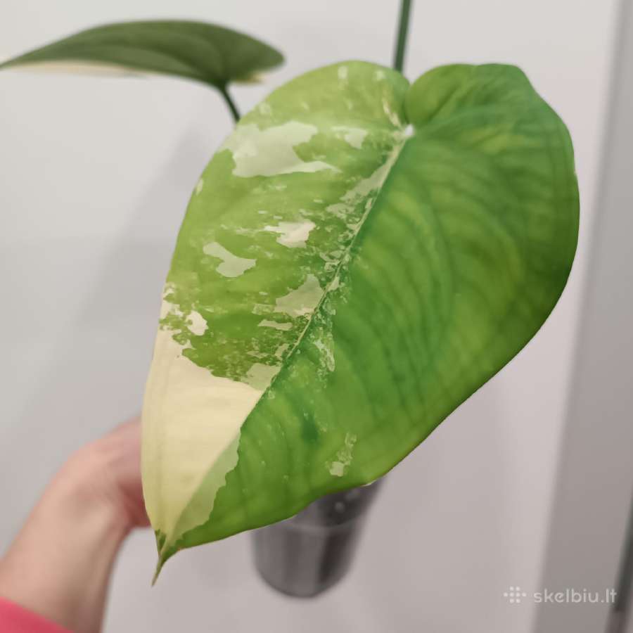 Syngonium Chiapense variegata - nuotraukos Nr. 4