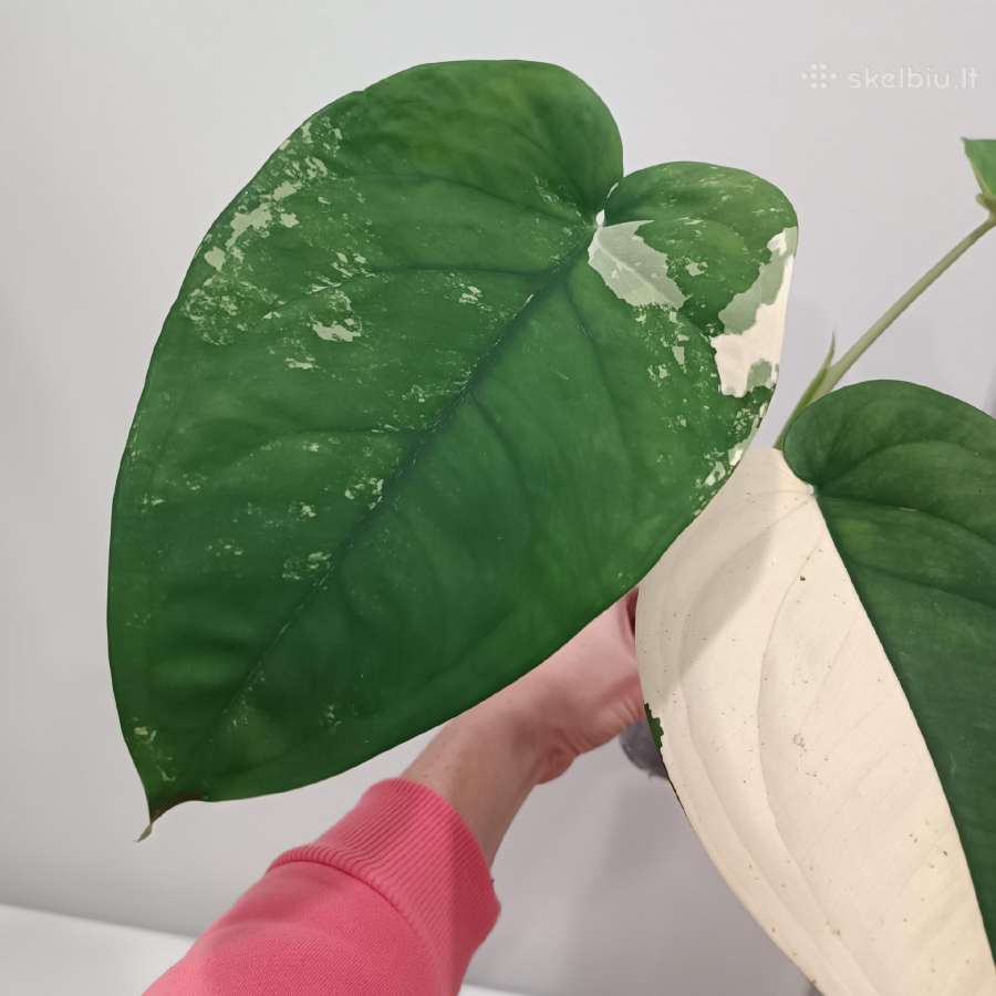Syngonium Chiapense variegata - nuotraukos Nr. 3
