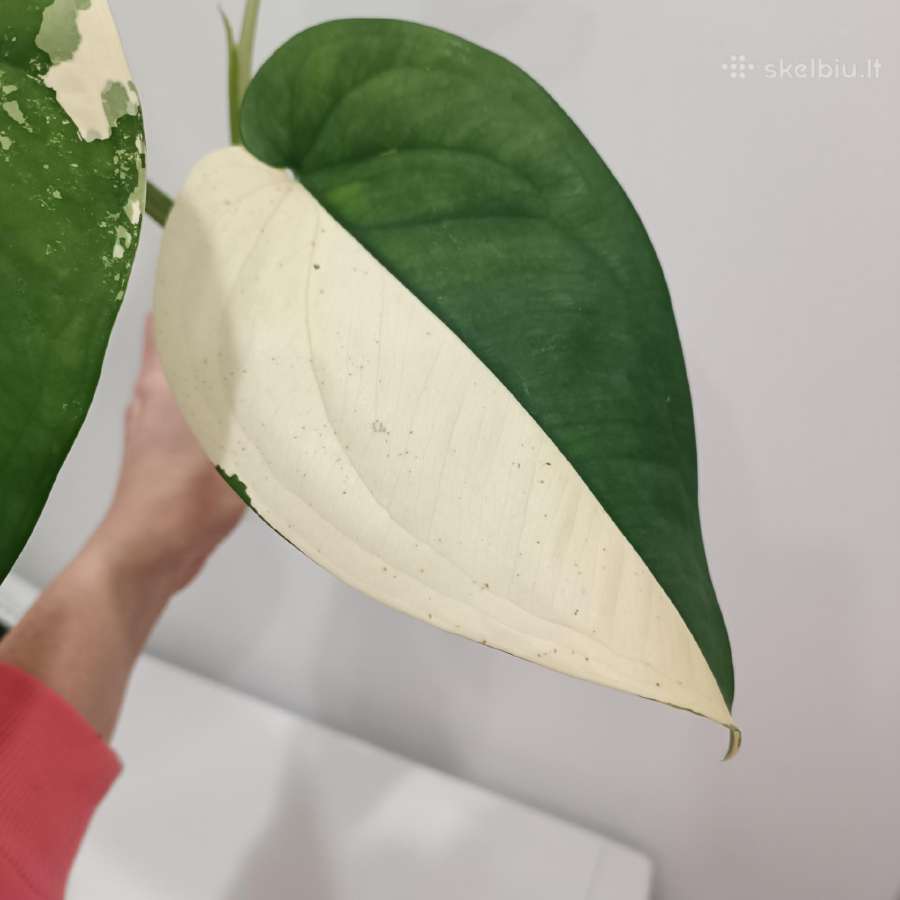 Syngonium Chiapense variegata - nuotraukos Nr. 2