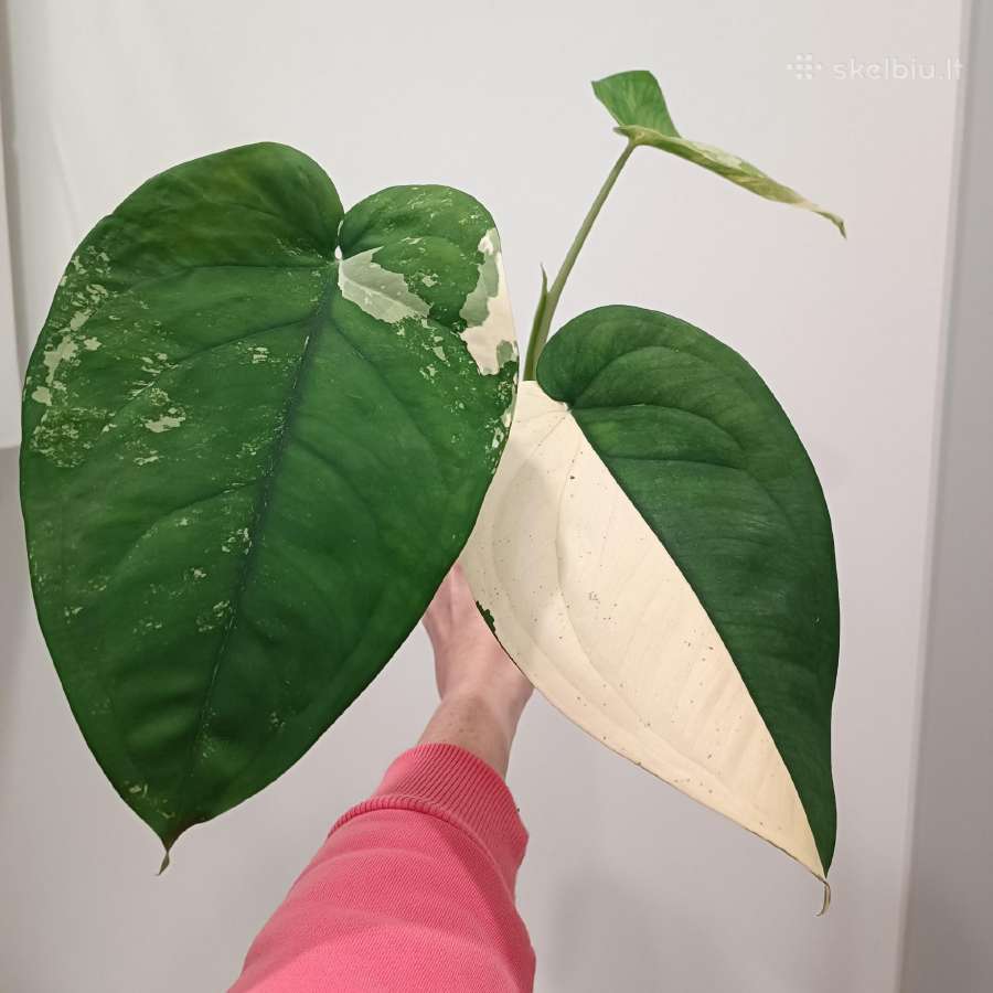 Syngonium Chiapense variegata