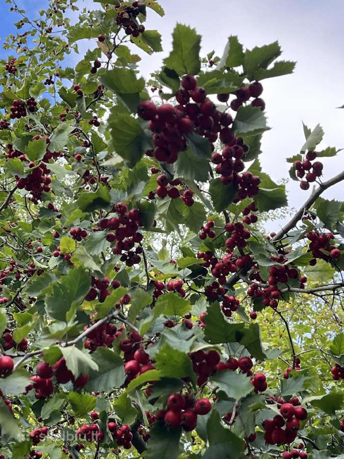 Obelų, kriaušių, slyvų ir kt sodinukai urmu -6 eur - nuotraukos Nr. 33