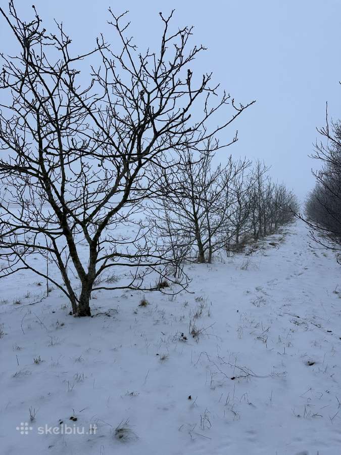 Obelų, kriaušių, slyvų ir kt sodinukai urmu -6 eur - nuotraukos Nr. 35