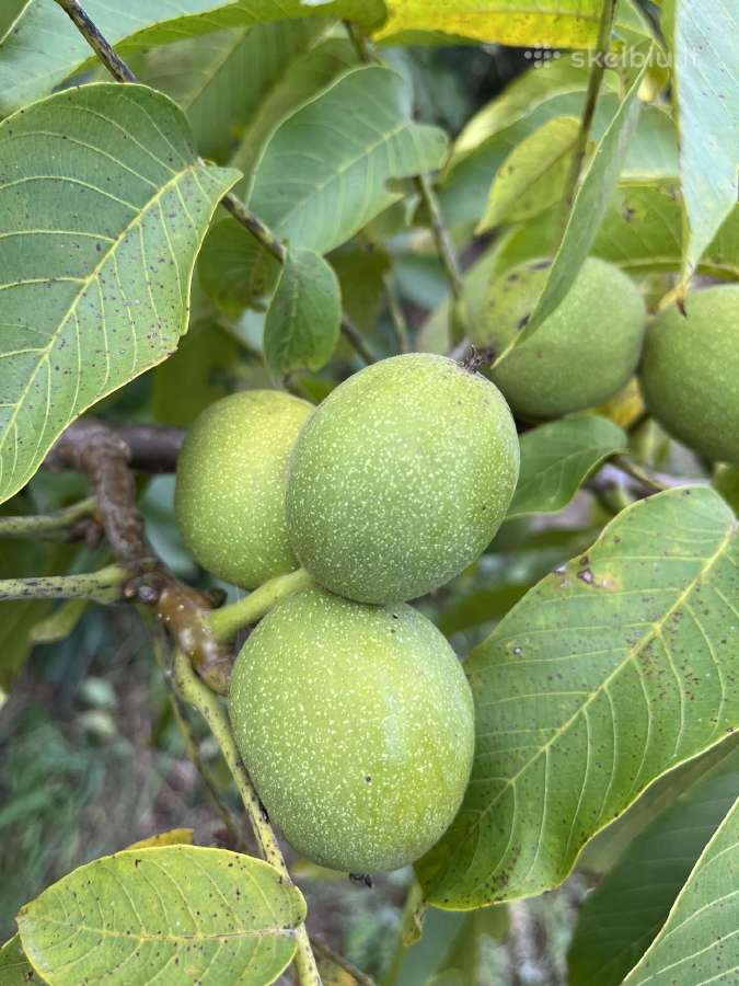 Graikiniai riešutmedžiai, sodinukai, vaismedžiai. - nuotraukos Nr. 30