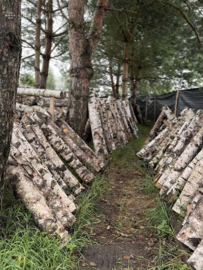 Shiitake grybų rąsteliai (2025 metų) - nuotraukos Nr. 6