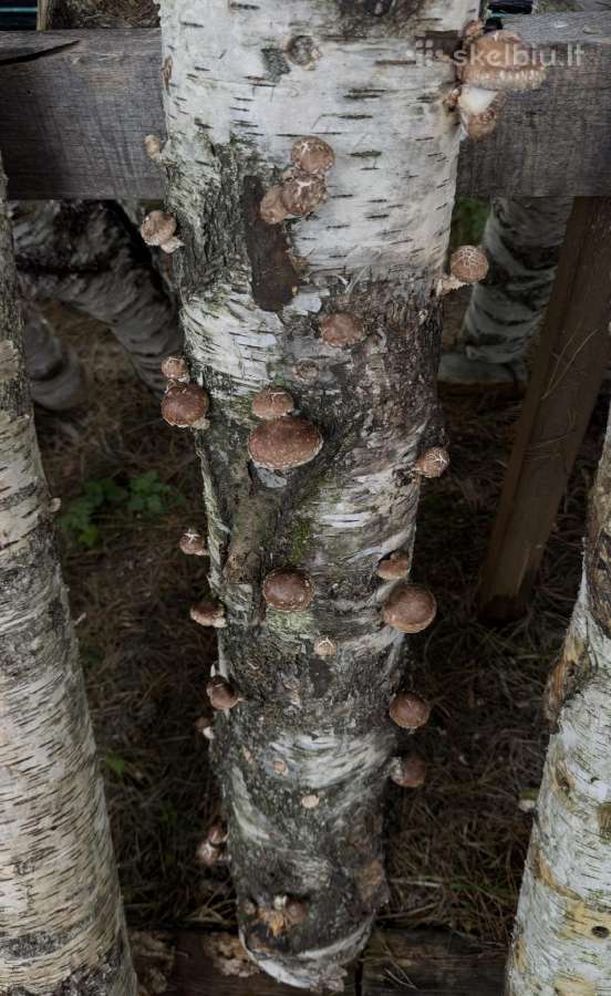 Shiitake grybų rąsteliai (2025 metų) - nuotraukos Nr. 4