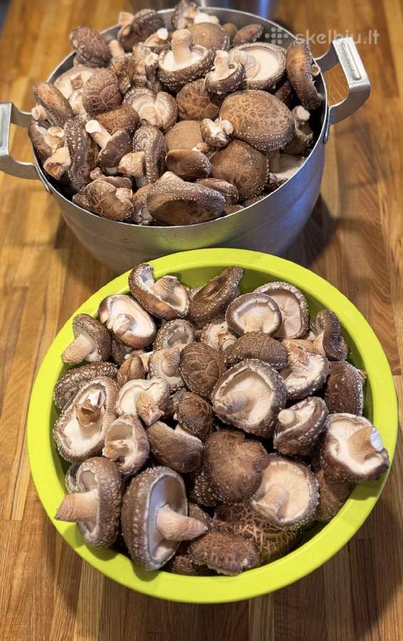 Shiitake grybų rąsteliai (2025 metų) - nuotraukos Nr. 7