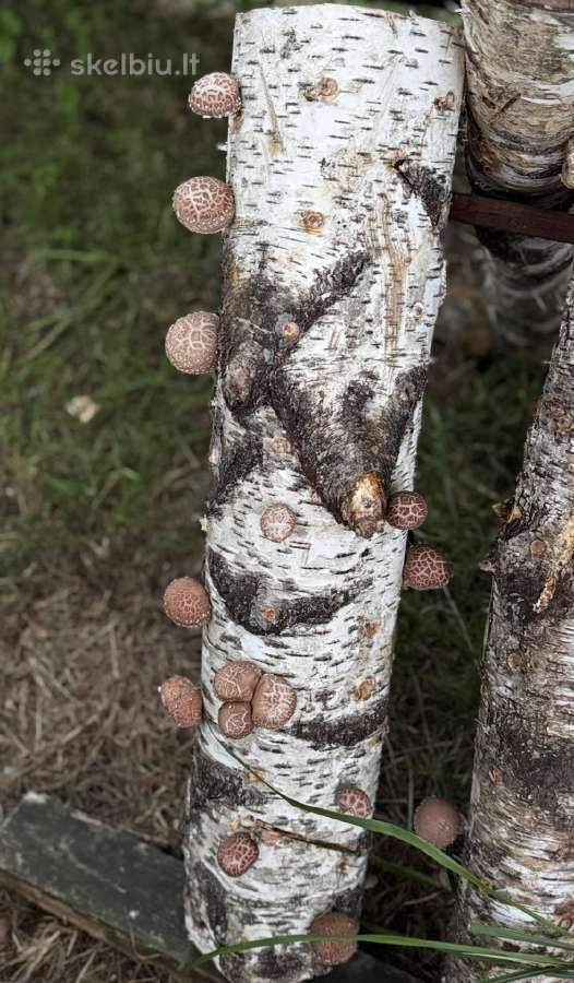 Shiitake grybų rąsteliai (2025 metų) - nuotraukos Nr. 2
