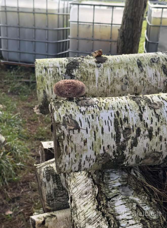 Shiitake grybų rąsteliai (2025 metų) - nuotraukos Nr. 8