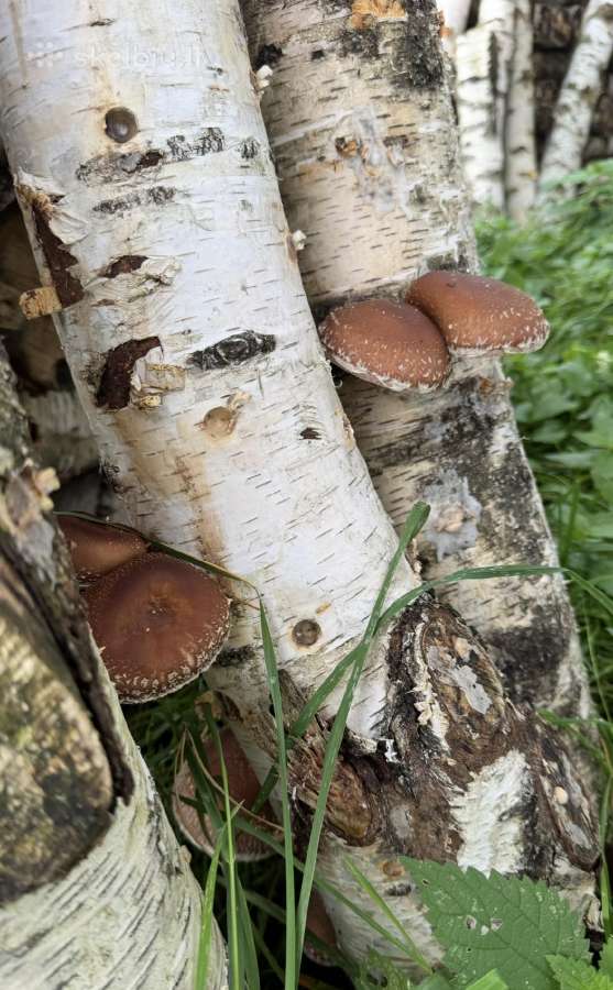 Shiitake grybų rąsteliai (2025 metų) - nuotraukos Nr. 9