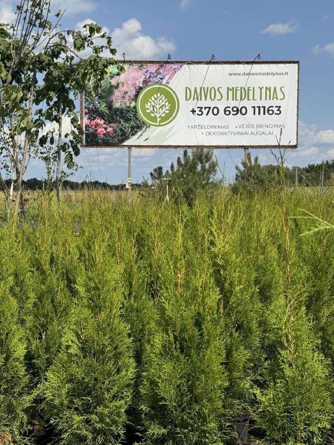Smaragd tujos – rudens išpardavimas 70-250 cm. - nuotraukos Nr. 2