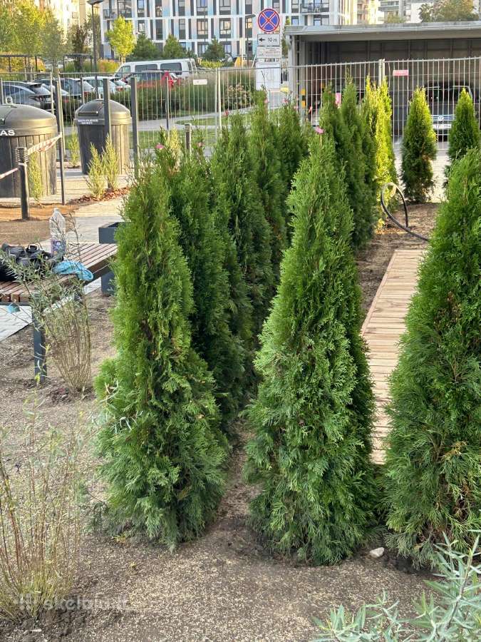 Smaragd tujos – rudens išpardavimas 70-250 cm. - nuotraukos Nr. 11