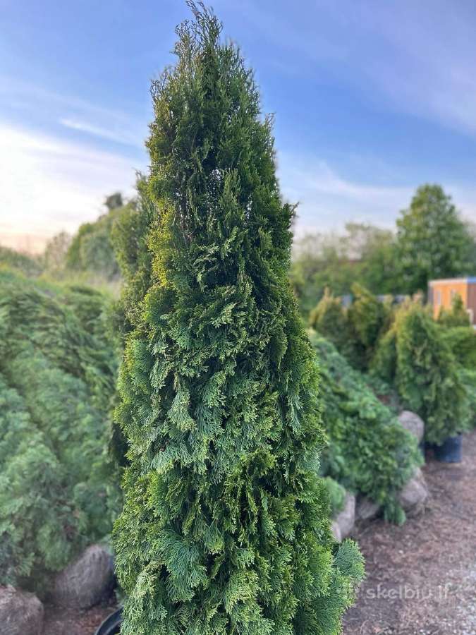Smaragd tujos – rudens išpardavimas 70-250 cm. - nuotraukos Nr. 12