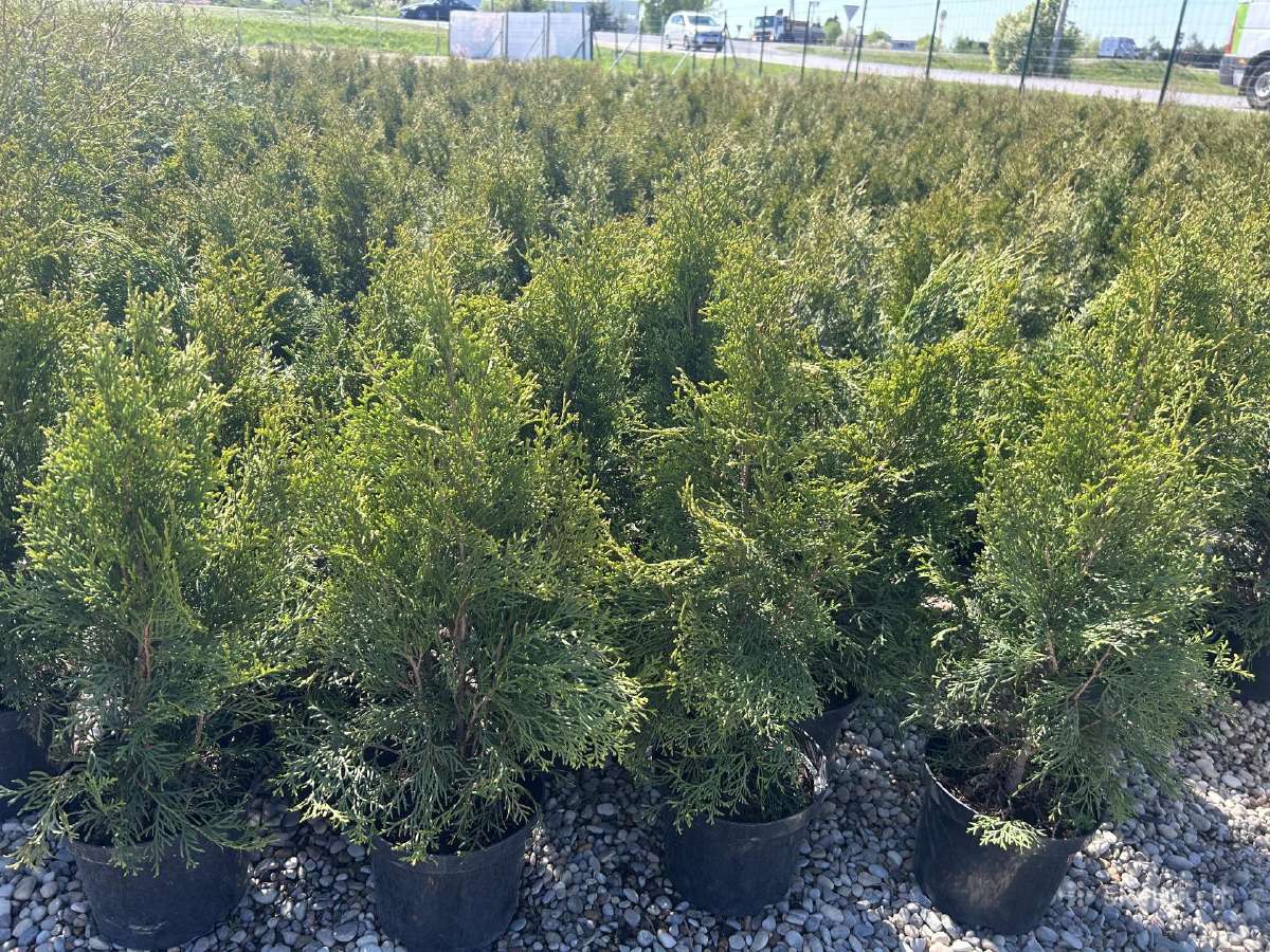 Smaragd tujos – rudens išpardavimas 70-250 cm. - nuotraukos Nr. 3