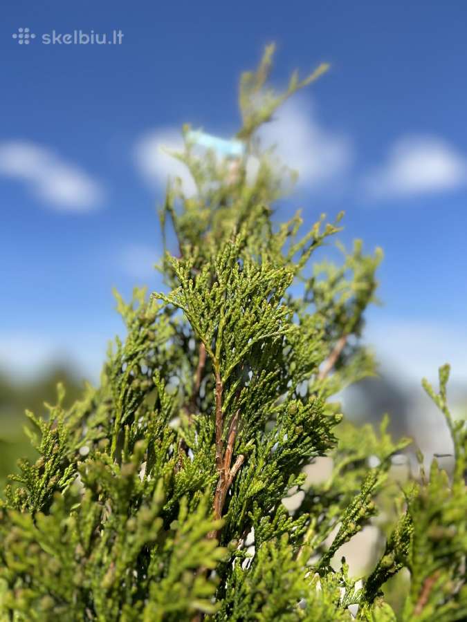 Smaragd tujos – rudens išpardavimas 70-250 cm. - nuotraukos Nr. 10