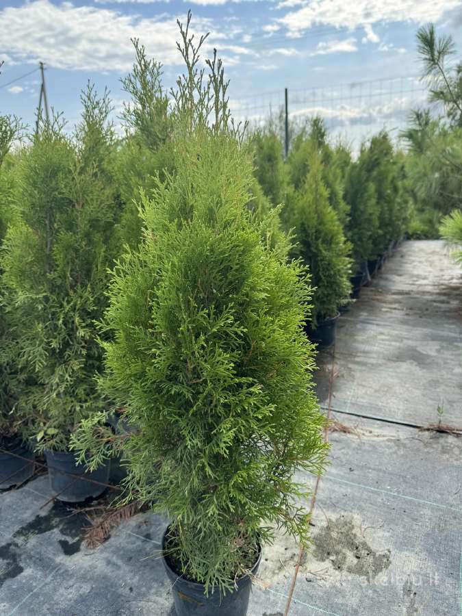 Smaragd tujos – greitam rezultatui nuo 3 eur.