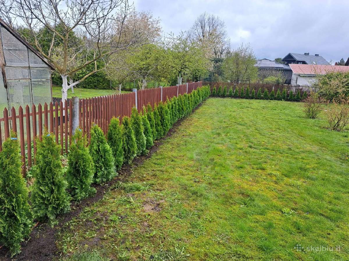 Smaragd tujos – rudens išpardavimas 70-250 cm. - nuotraukos Nr. 11