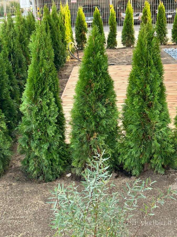 Smaragd tujos – rudens išpardavimas 70-250 cm. - nuotraukos Nr. 14