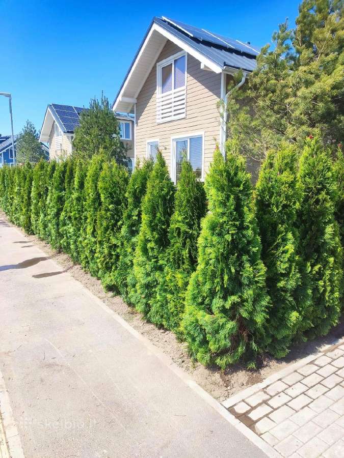 Smaragd tujos – rudens išpardavimas 70-250 cm. - nuotraukos Nr. 3
