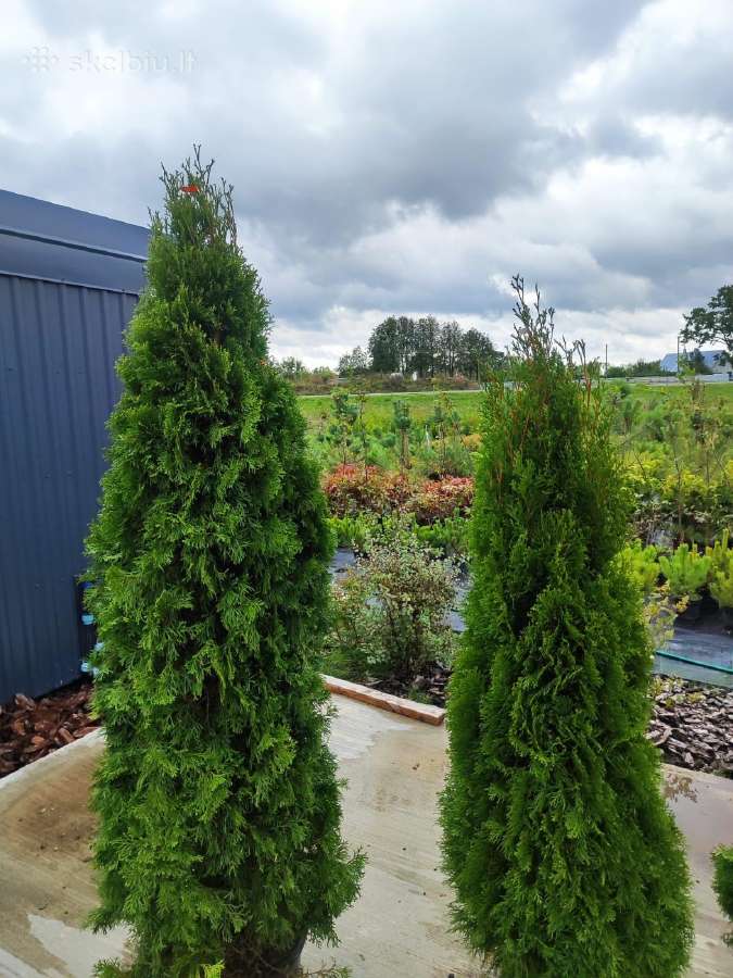 Smaragd tujos – rudens išpardavimas 70-250 cm. - nuotraukos Nr. 4