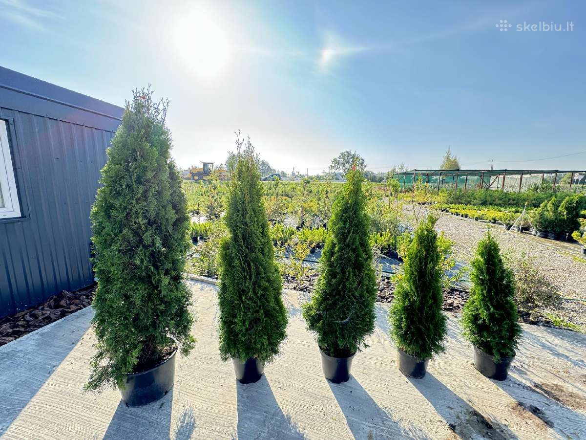 Smaragd tujos – rudens išpardavimas 70-250 cm. - nuotraukos Nr. 5