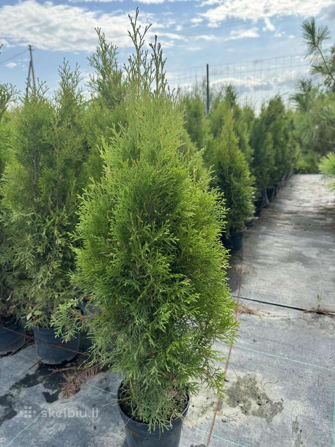 Smaragd tujos – rudens išpardavimas 70-250 cm. - nuotraukos Nr. 6