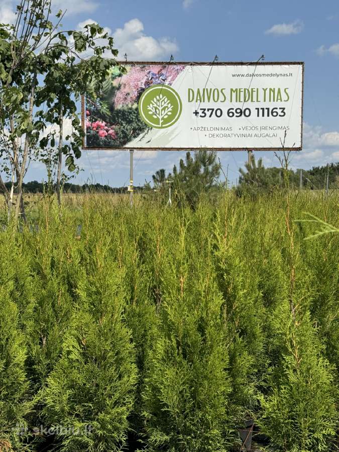 Smaragd tujos – rudens išpardavimas 70-250 cm. - nuotraukos Nr. 2