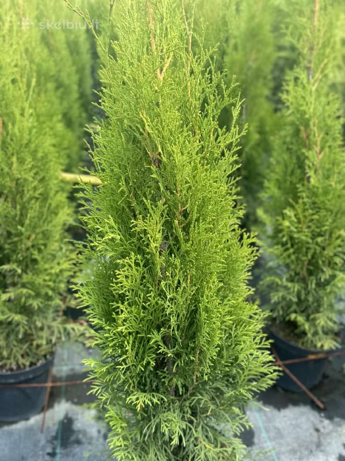 Smaragd Tujos nuo 3 €: vešli gyvatvorė greitai