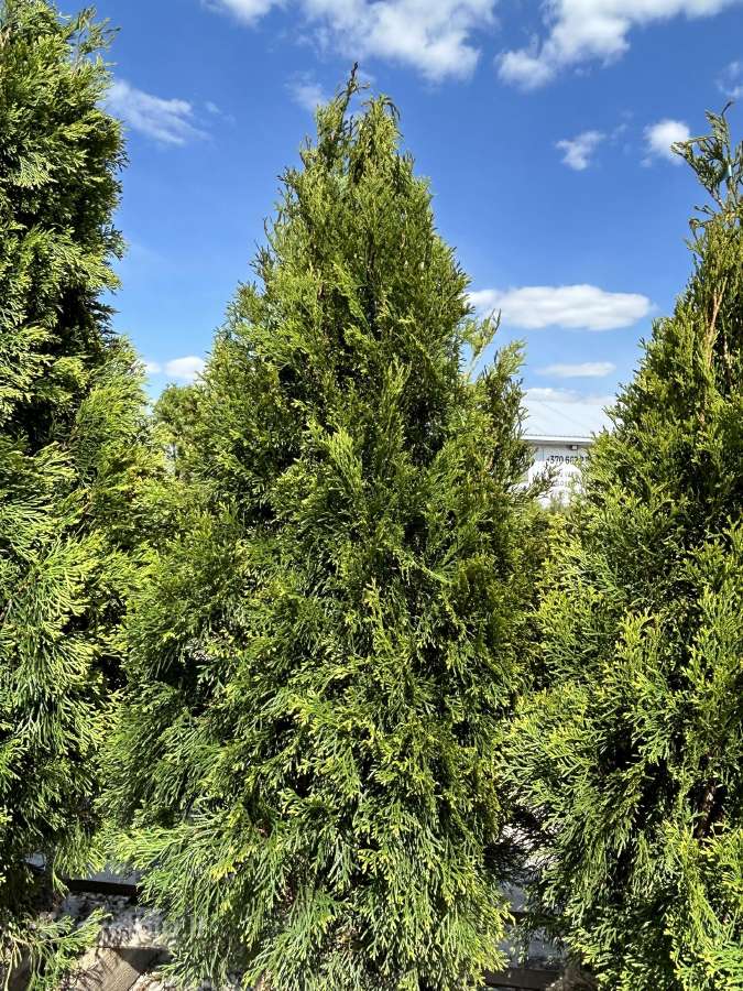 Smaragd tujos – rudens išpardavimas 70-250 cm. - nuotraukos Nr. 7