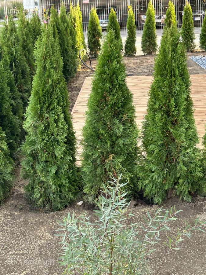 Smaragd tujos – rudens išpardavimas 70-250 cm. - nuotraukos Nr. 9