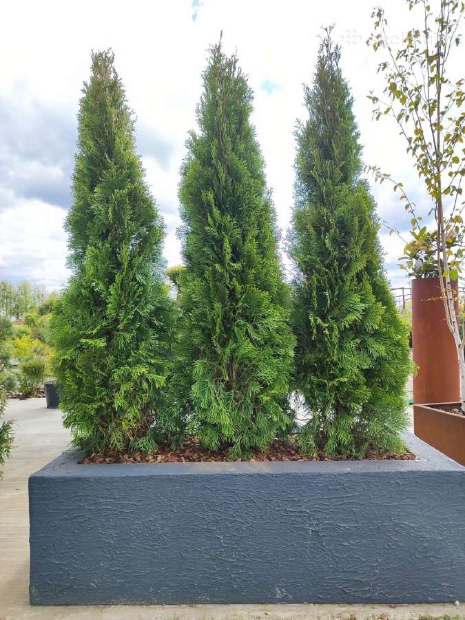Smaragd tujos – rudens išpardavimas 70-250 cm. - nuotraukos Nr. 13