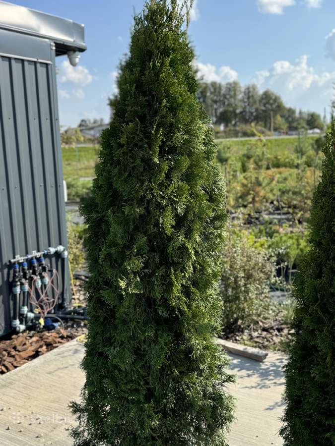 Smaragd tujos – rudens išpardavimas 70-250 cm. - nuotraukos Nr. 14